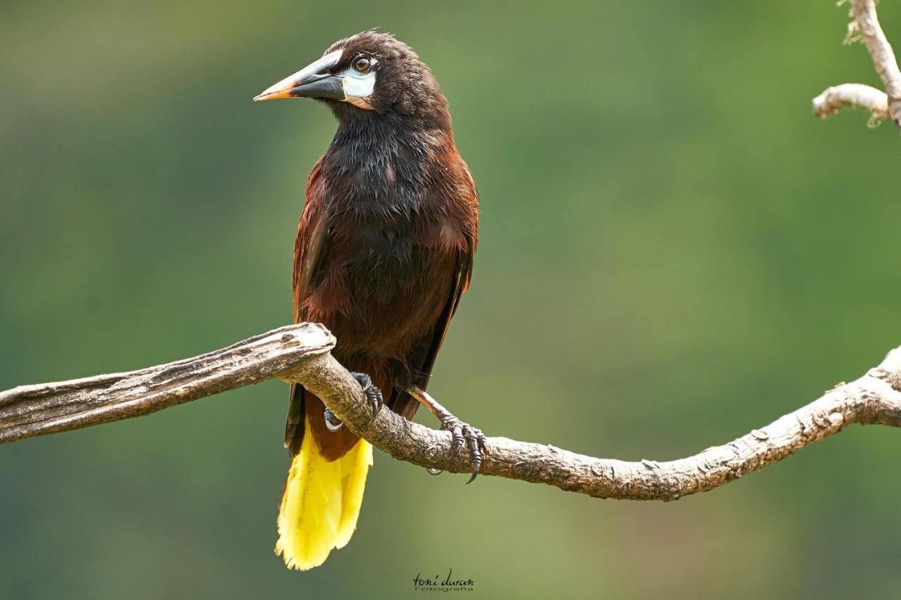 Birds & Breakfast Costa Rica Bed & Breakfast La Tigra  Ngoại thất bức ảnh