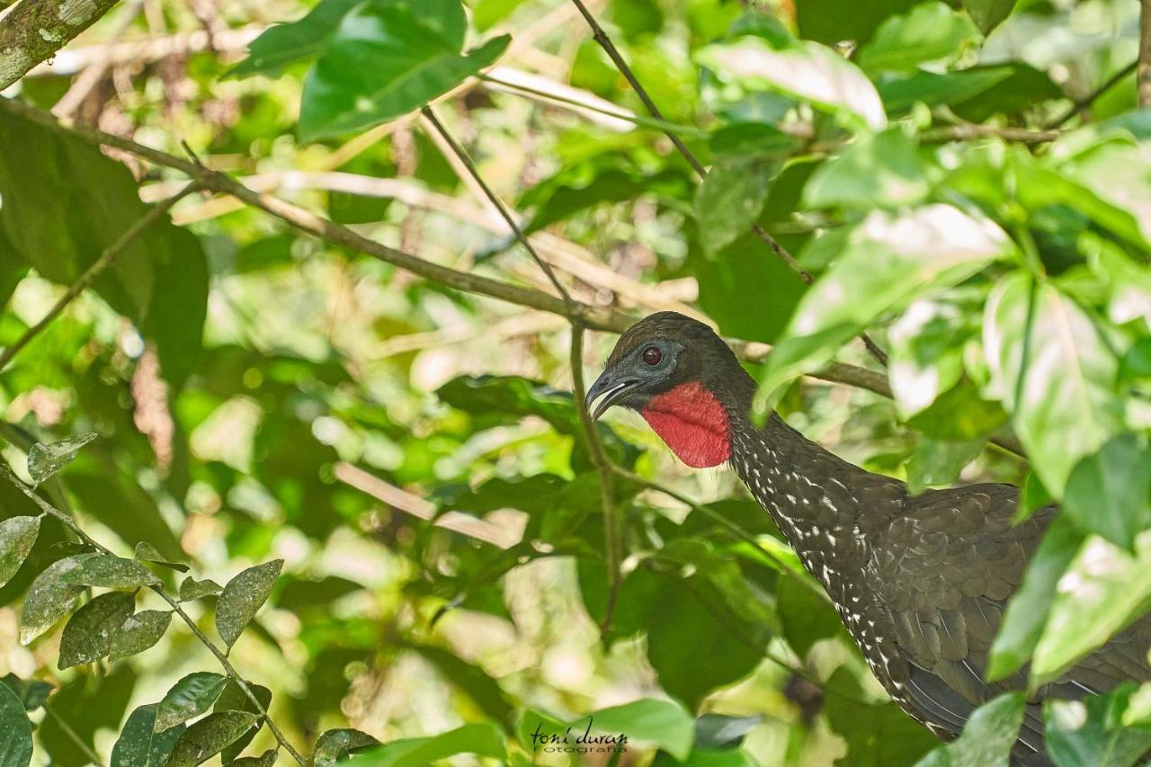 Birds & Breakfast Costa Rica Bed & Breakfast La Tigra  Ngoại thất bức ảnh